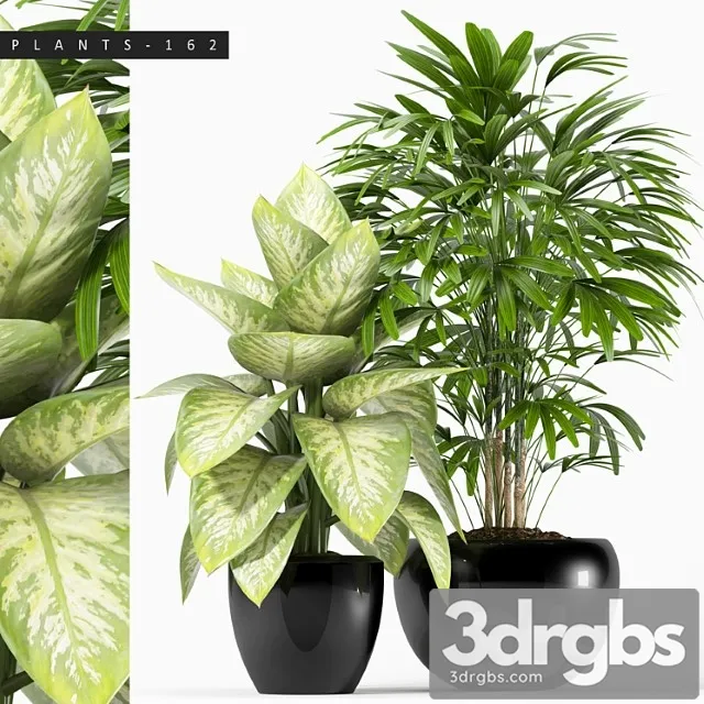 Plants 162 Plants 162