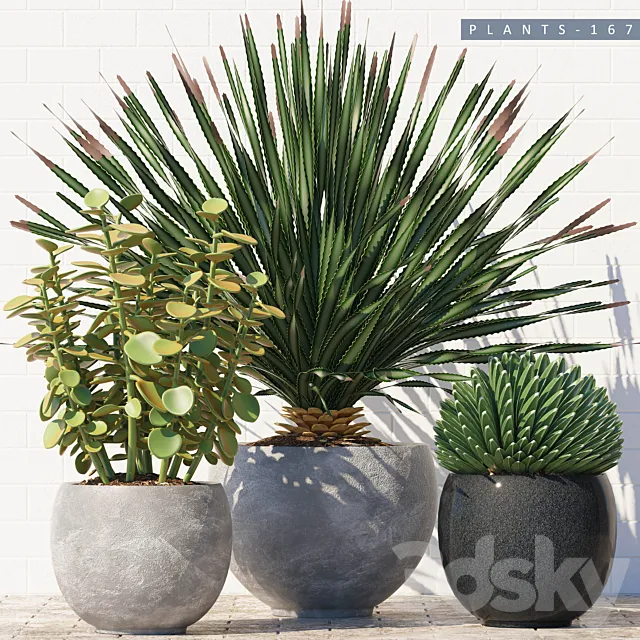 PLANTS 167 3D Model PLANTS 167 3D Model