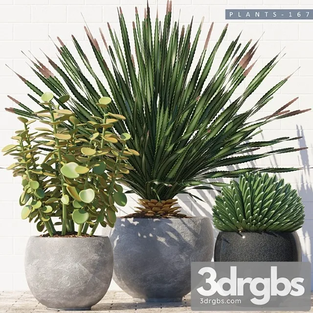 Plants 167 Plants 167