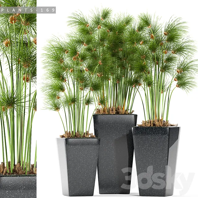 PLANTS 169 3D Model PLANTS 169 3D Model