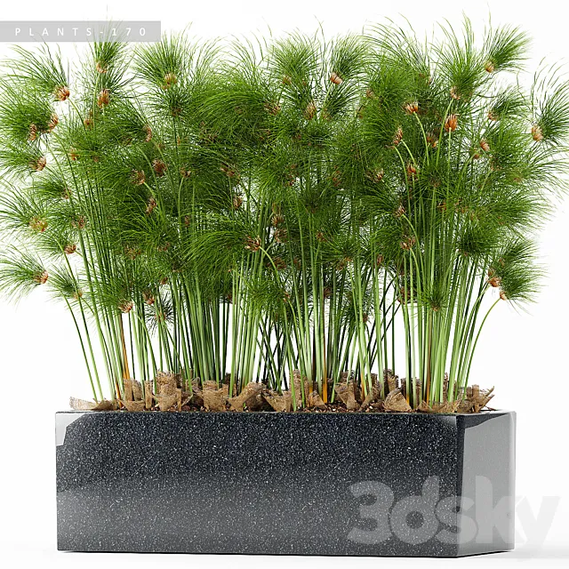 PLANTS 170 3D Model PLANTS 170 3D Model