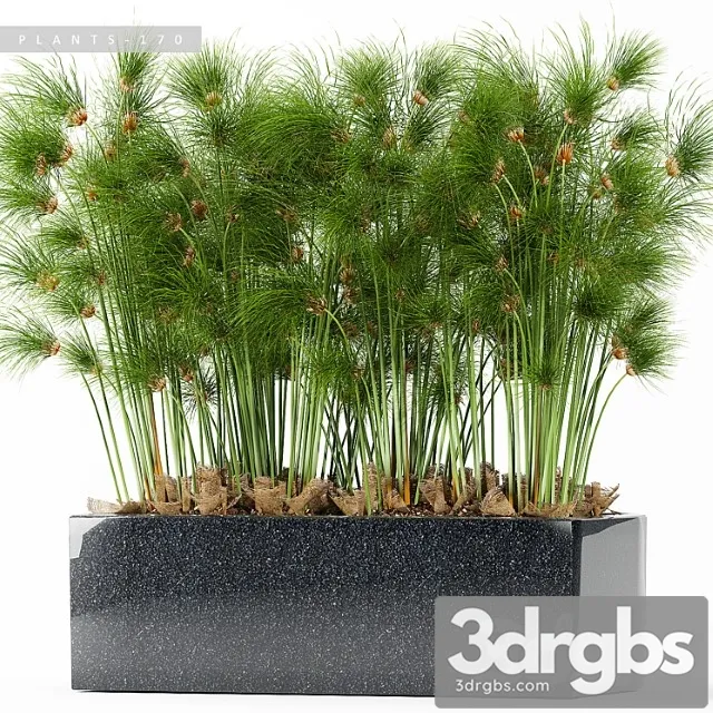 Plants 170 Plants 170