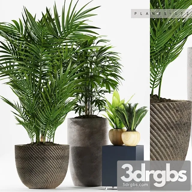 Plants 172 Plants 172