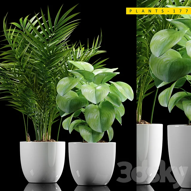 PLANTS 177 3D Model PLANTS 177 3D Model