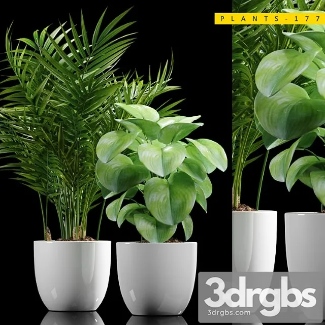Plants 177 Plants 177