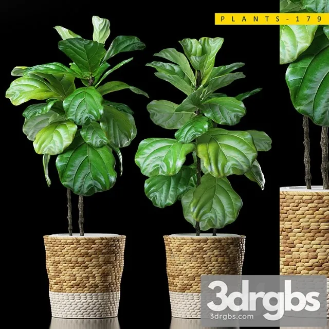 Plants 178 Plants 178