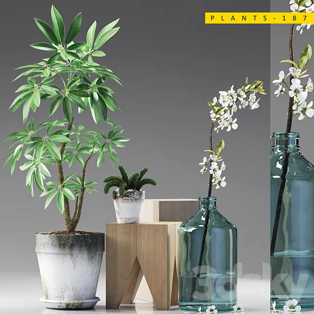PLANTS 187 3DModel PLANTS 187 3DModel