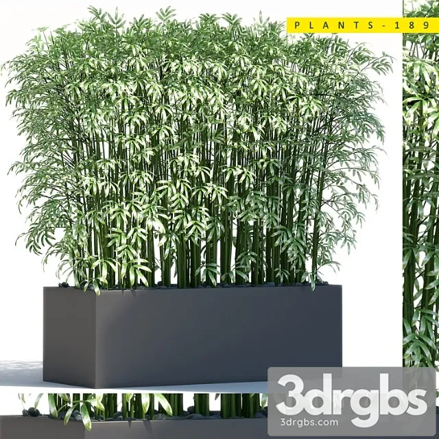 Plants 189 Plants 189