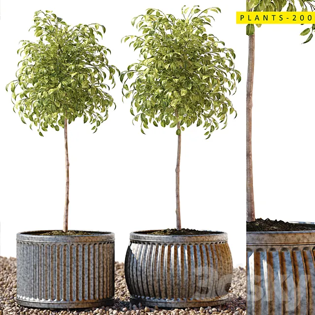 Plants 200 3DModel Plants 200 3DModel