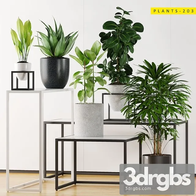 Plants 203 Plants 203