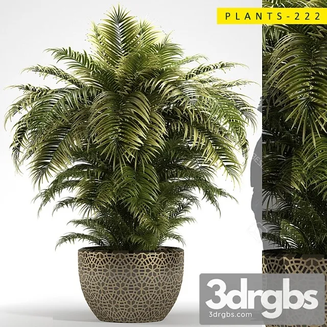 Plants 222 Plants 222
