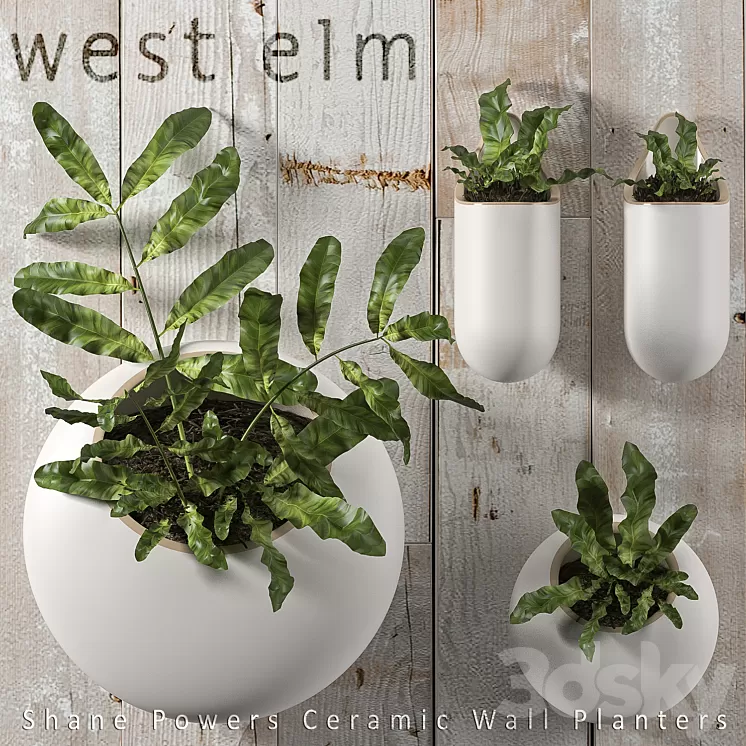 PLANTS 43 3D Model PLANTS 43 3D Model