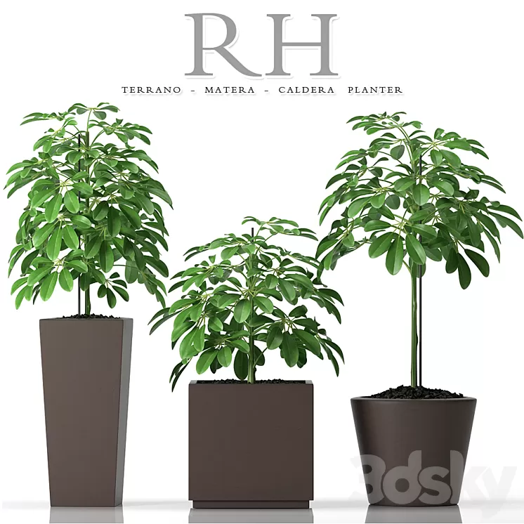 PLANTS 45 3D Model PLANTS 45 3D Model