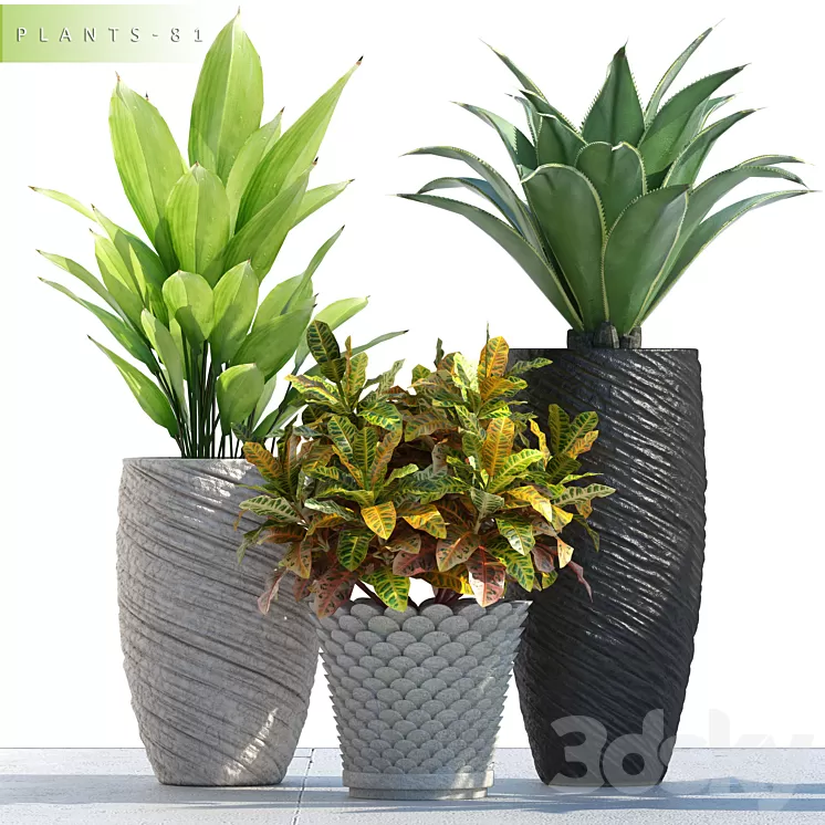 PLANTS 81 3D Model PLANTS 81 3D Model