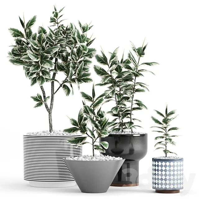 Plants and Planters _10 (Ficus Elastica Variegata) 3D Model Plants and Planters _10 (Ficus Elastica Variegata) 3D Model