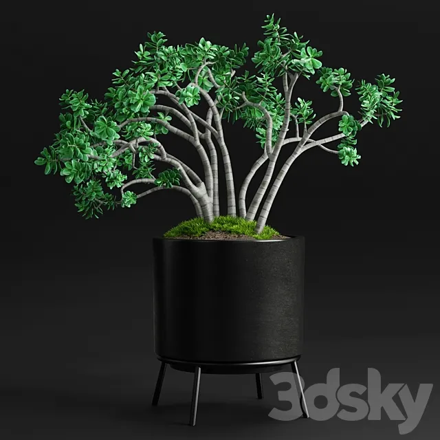 Plants and Planters _11 (Jade Plant) 3D Model Plants and Planters _11 (Jade Plant) 3D Model