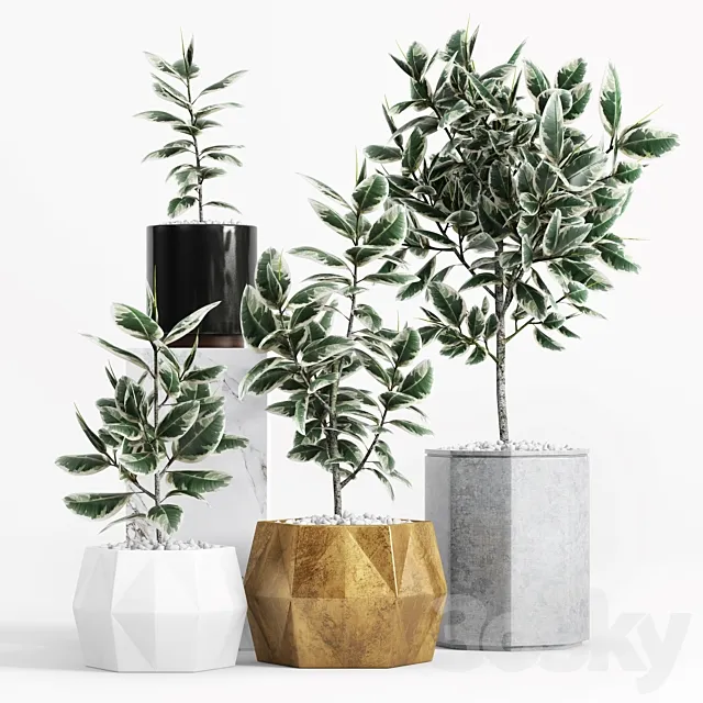 Plants and Planters _8 (Ficus Elastica Variegata) 3D Model Plants and Planters _8 (Ficus Elastica Variegata) 3D Model