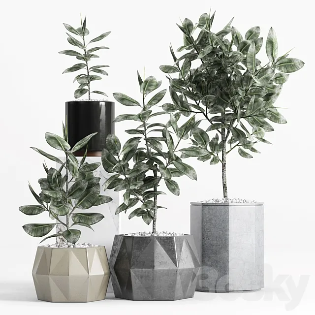Plants and Planters _9 (Ficus Elastica) 3DModel Plants and Planters _9 (Ficus Elastica) 3DModel