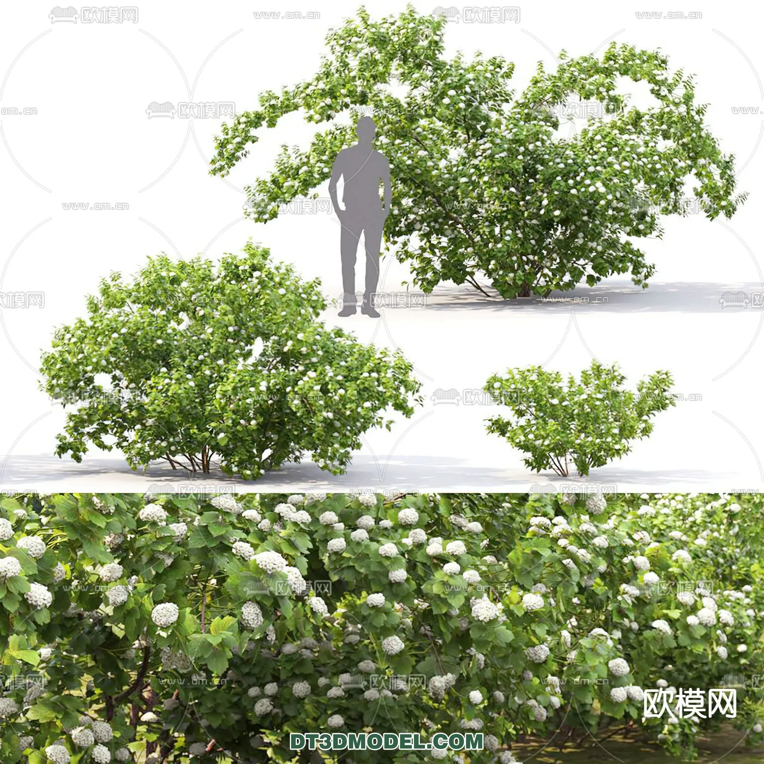 PLANTS – BUSH – CORONA – 3D MODEL – 263