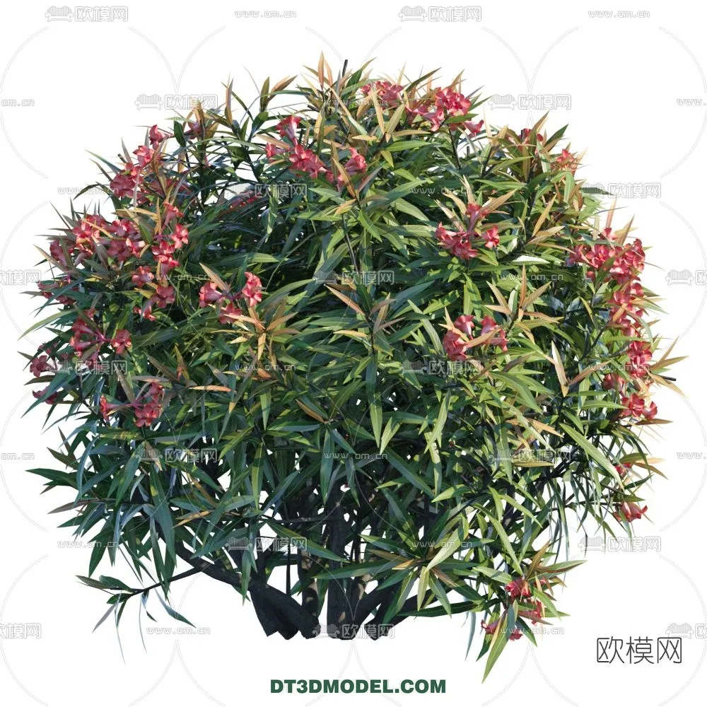 PLANTS – BUSH – CORONA – 3D MODEL – 269