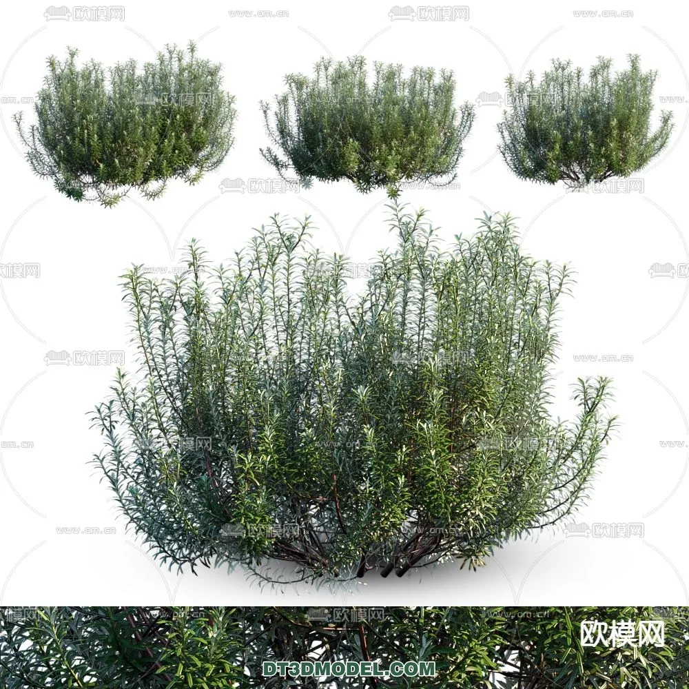 PLANTS – BUSH – CORONA – 3D MODEL – 274