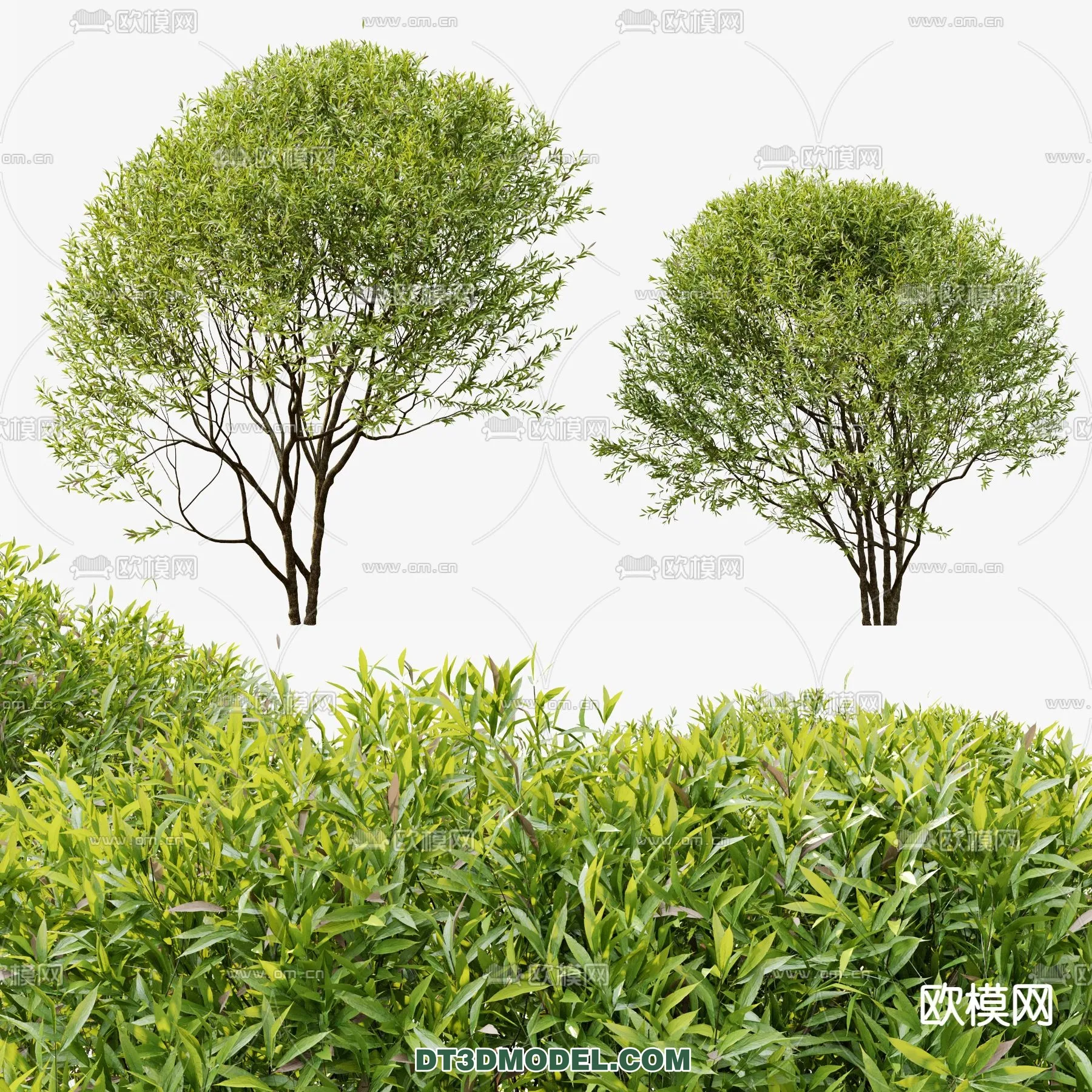 PLANTS – BUSH – CORONA – 3D MODEL – 281