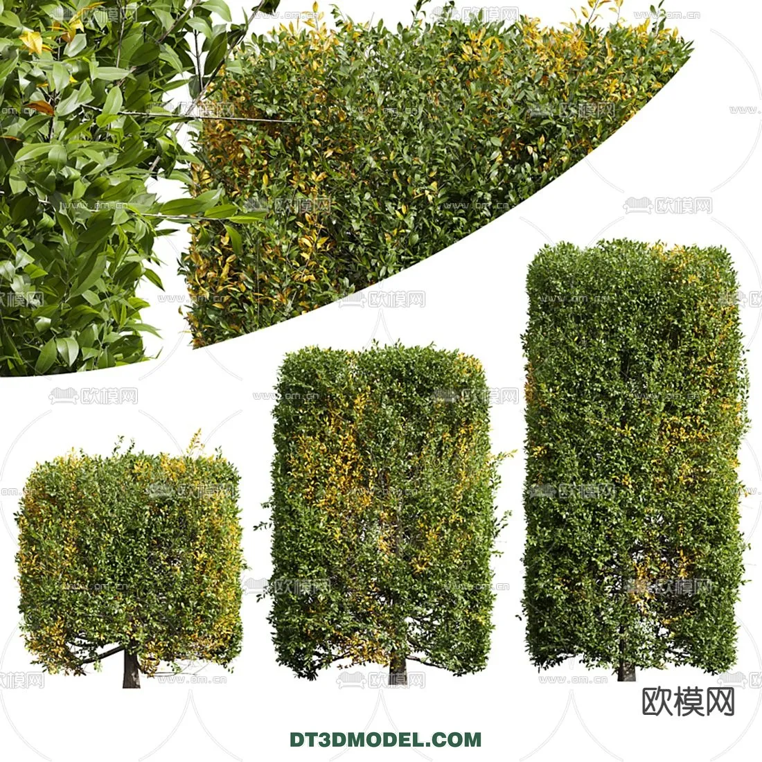 PLANTS – BUSH – CORONA – 3D MODEL – 286