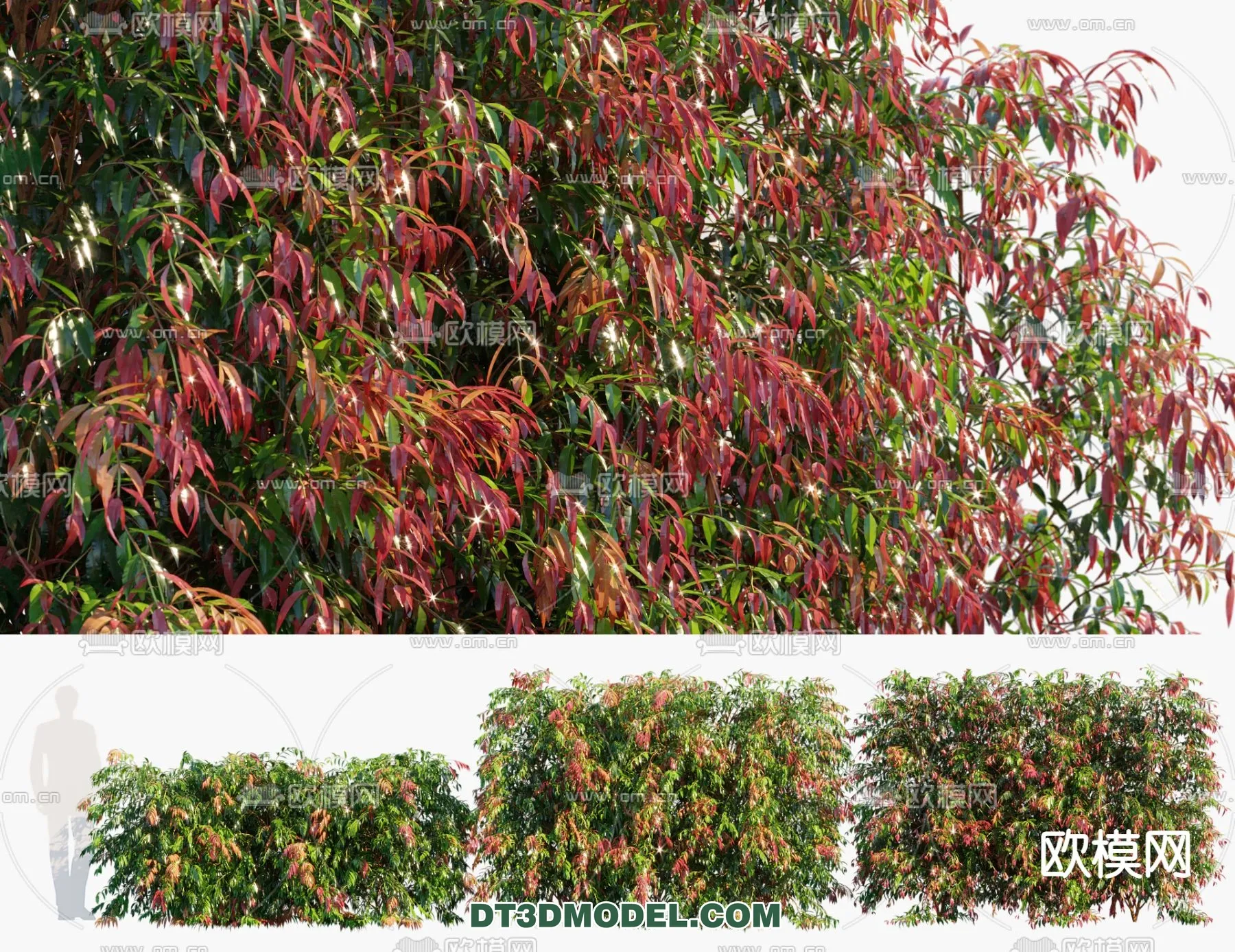 PLANTS – BUSH – CORONA – 3D MODEL – 315