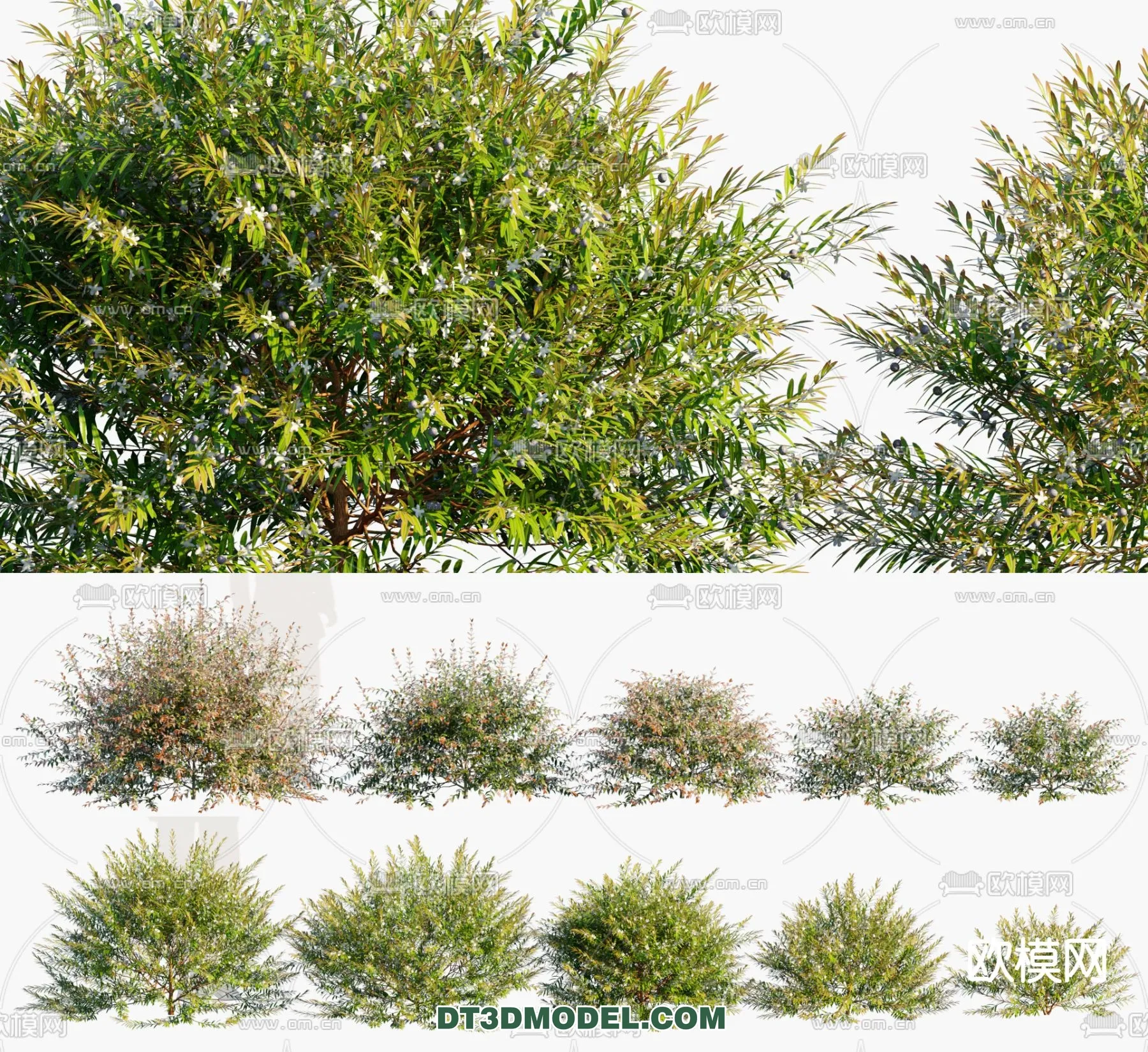 PLANTS – BUSH – CORONA – 3D MODEL – 316