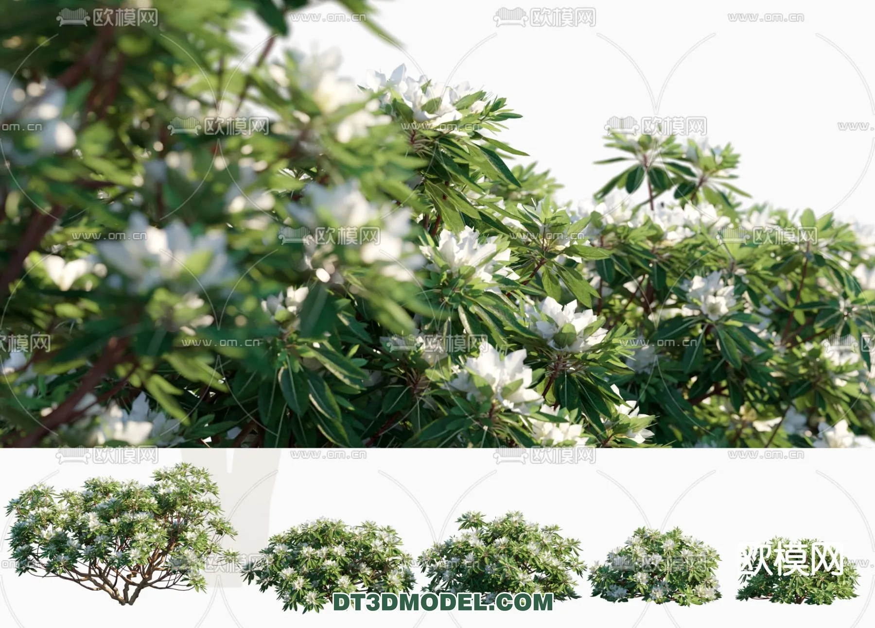 PLANTS – BUSH – CORONA – 3D MODEL – 318
