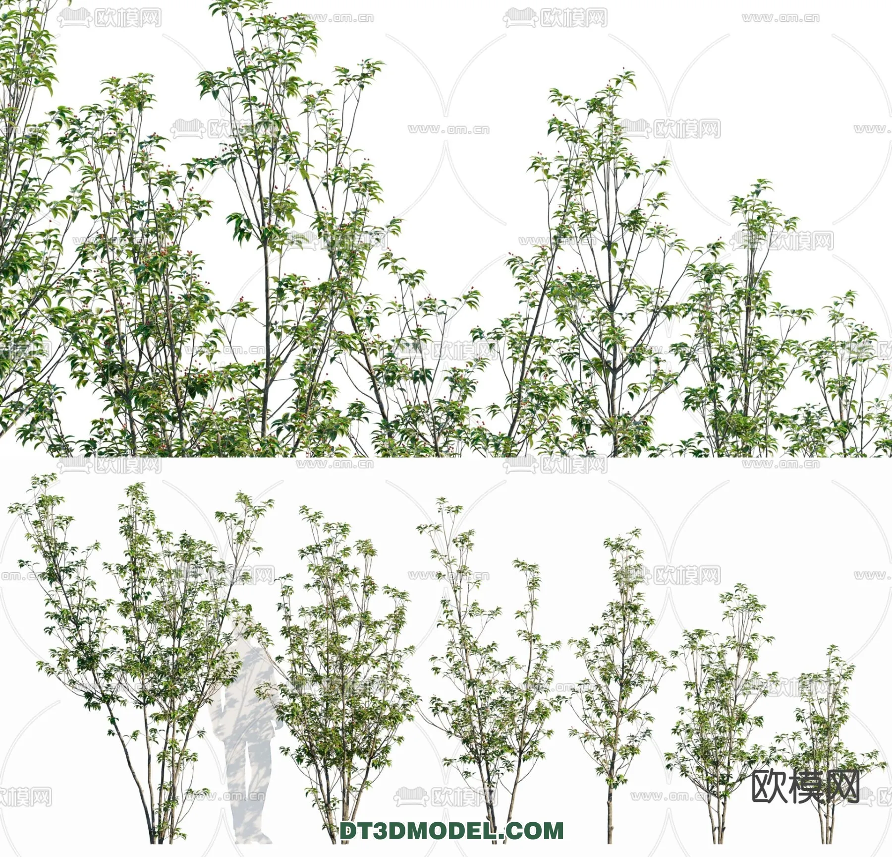 PLANTS – BUSH – CORONA – 3D MODEL – 319
