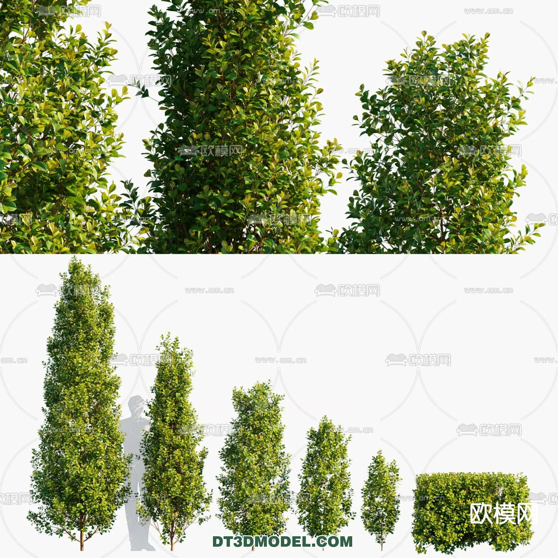 PLANTS – BUSH – CORONA – 3D MODEL – 323