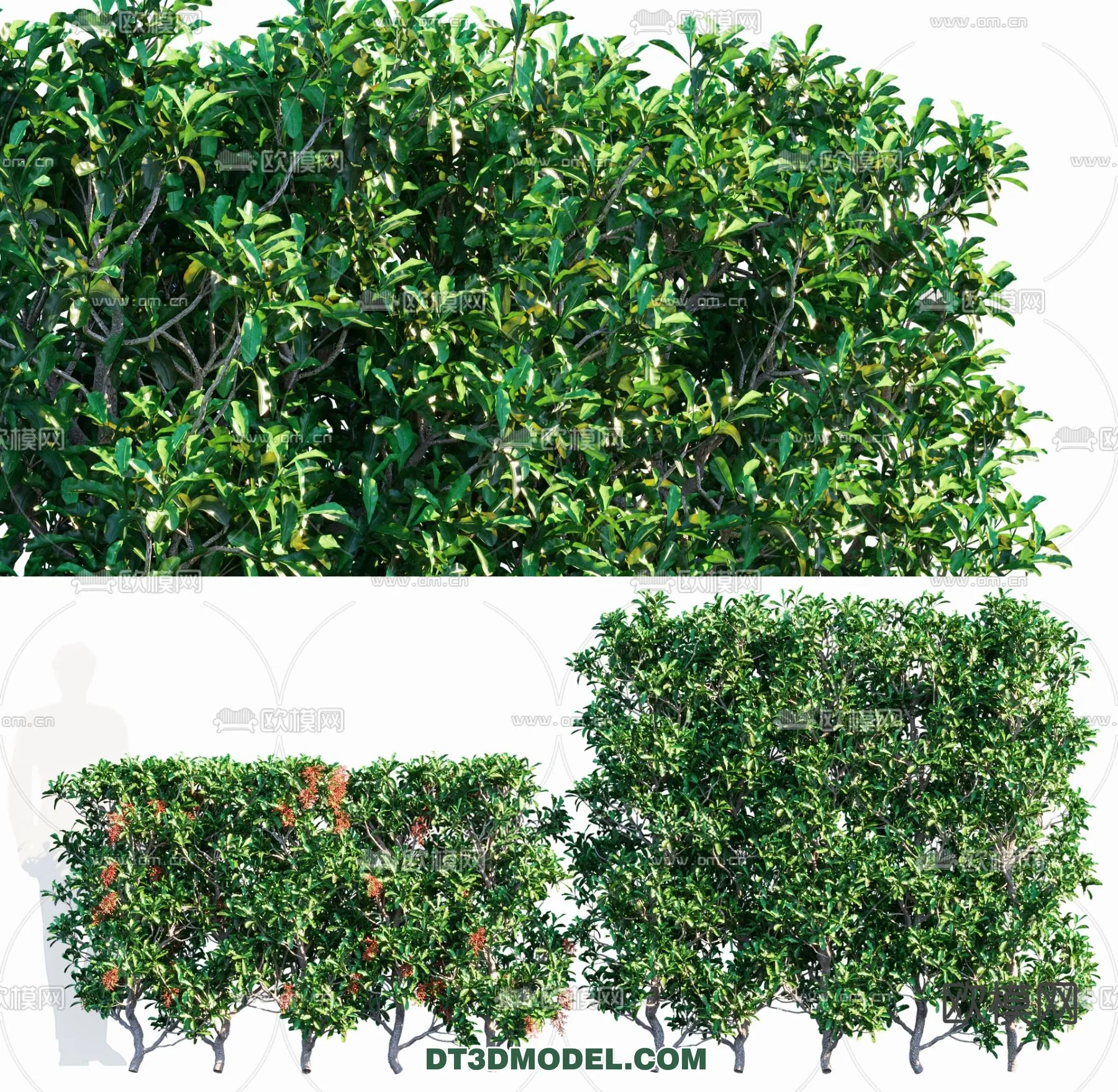 PLANTS – BUSH – CORONA – 3D MODEL – 325