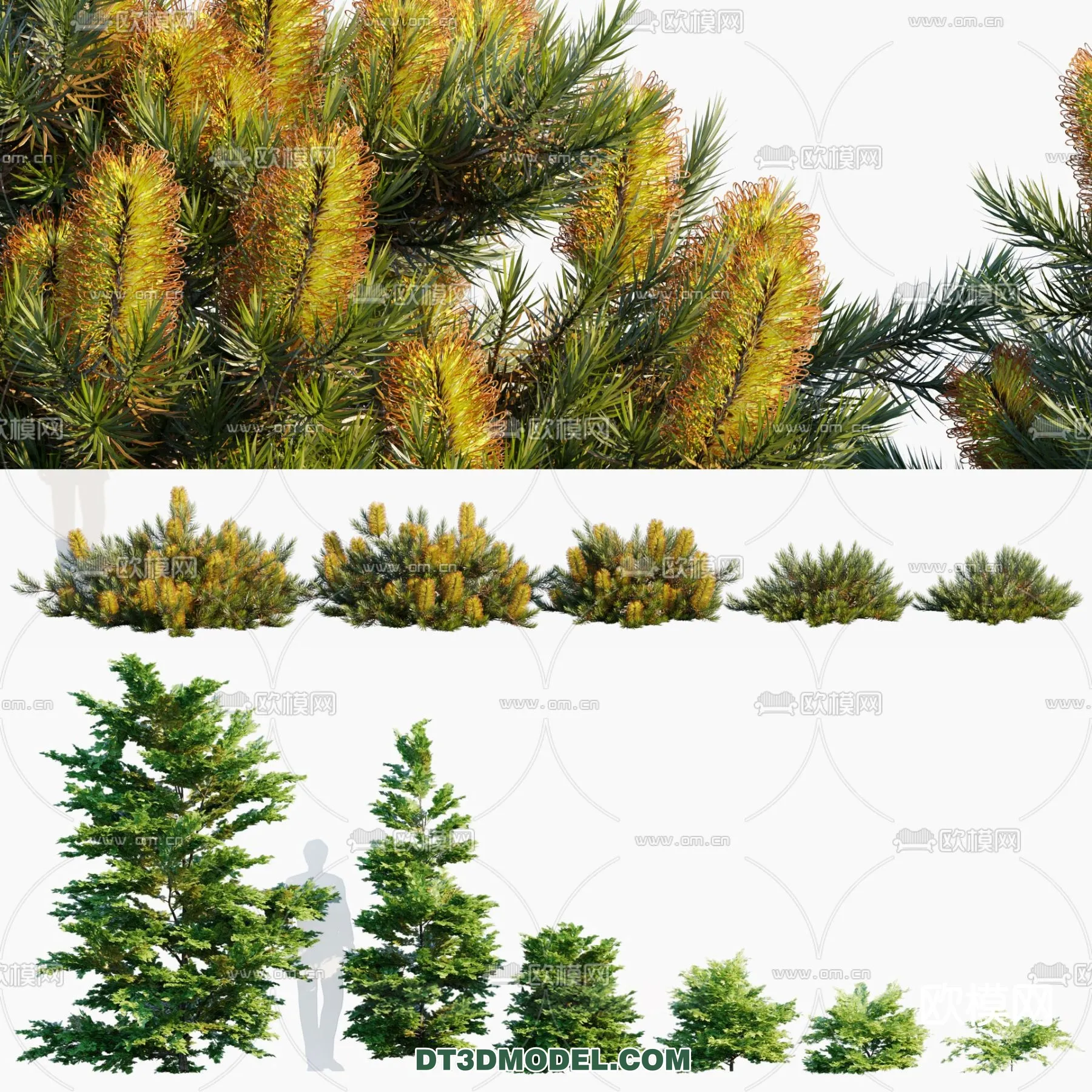 PLANTS – BUSH – CORONA – 3D MODEL – 326