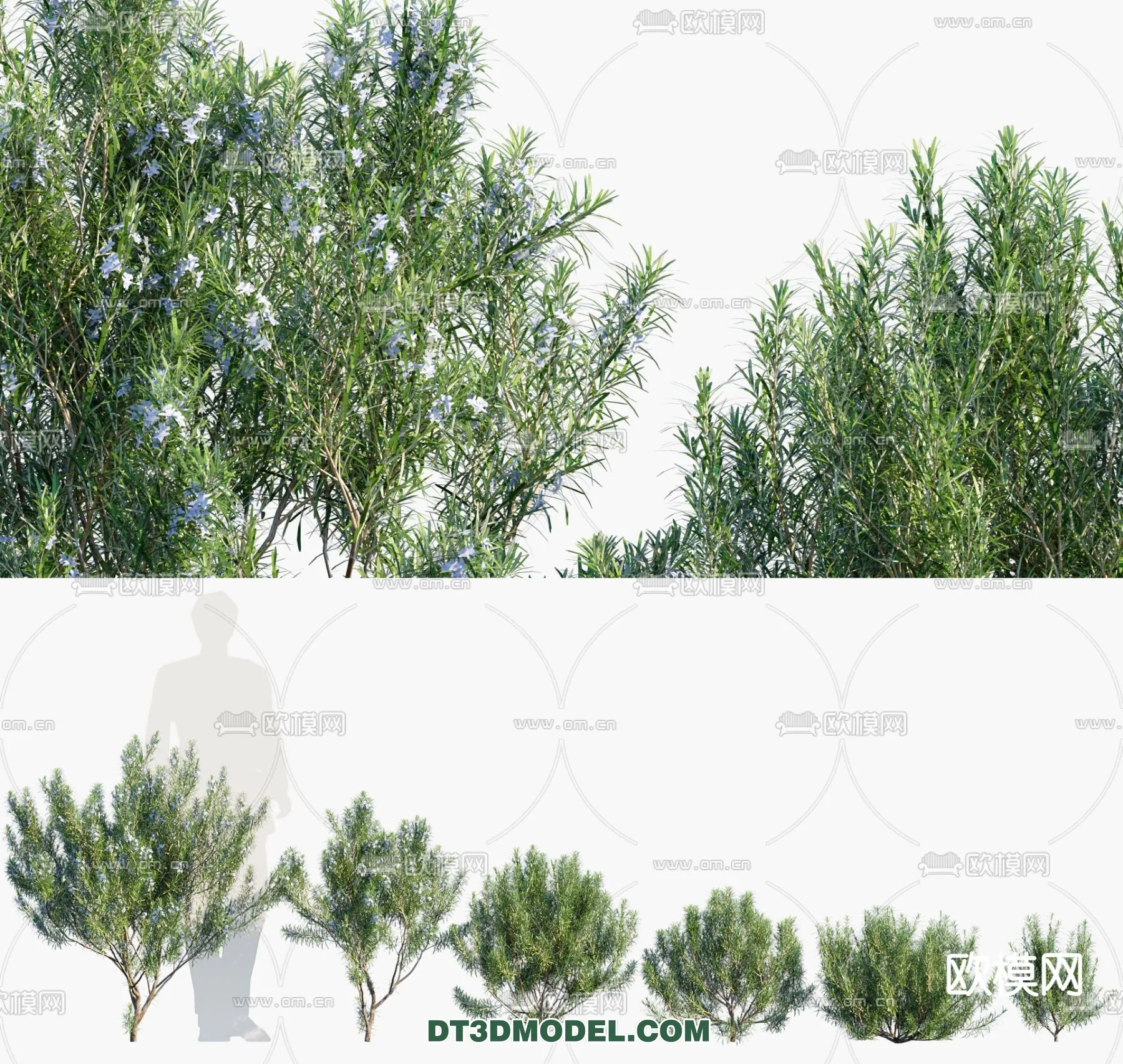 PLANTS – BUSH – CORONA – 3D MODEL – 337