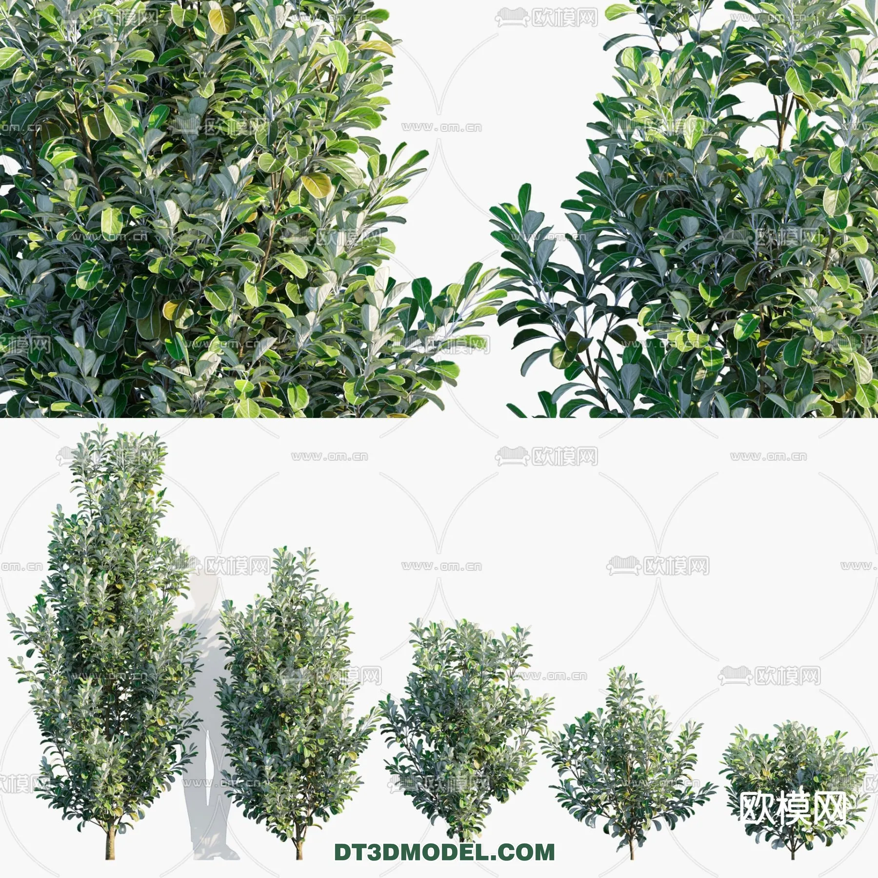 PLANTS – BUSH – CORONA – 3D MODEL – 342