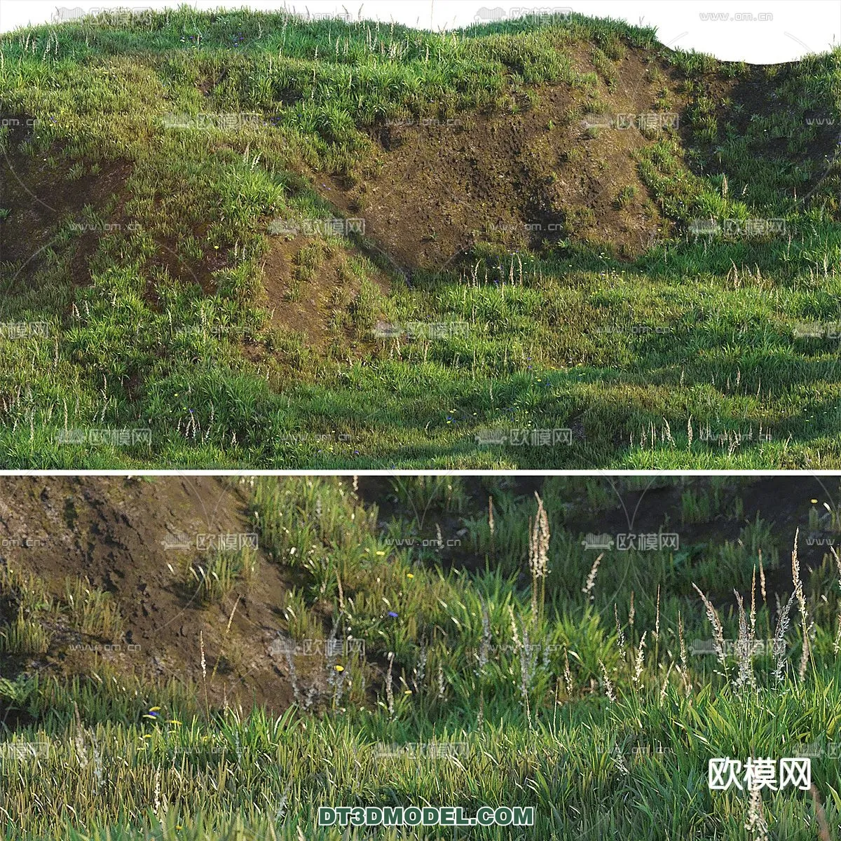 PLANTS – BUSH – CORONA – 3D MODEL – 343