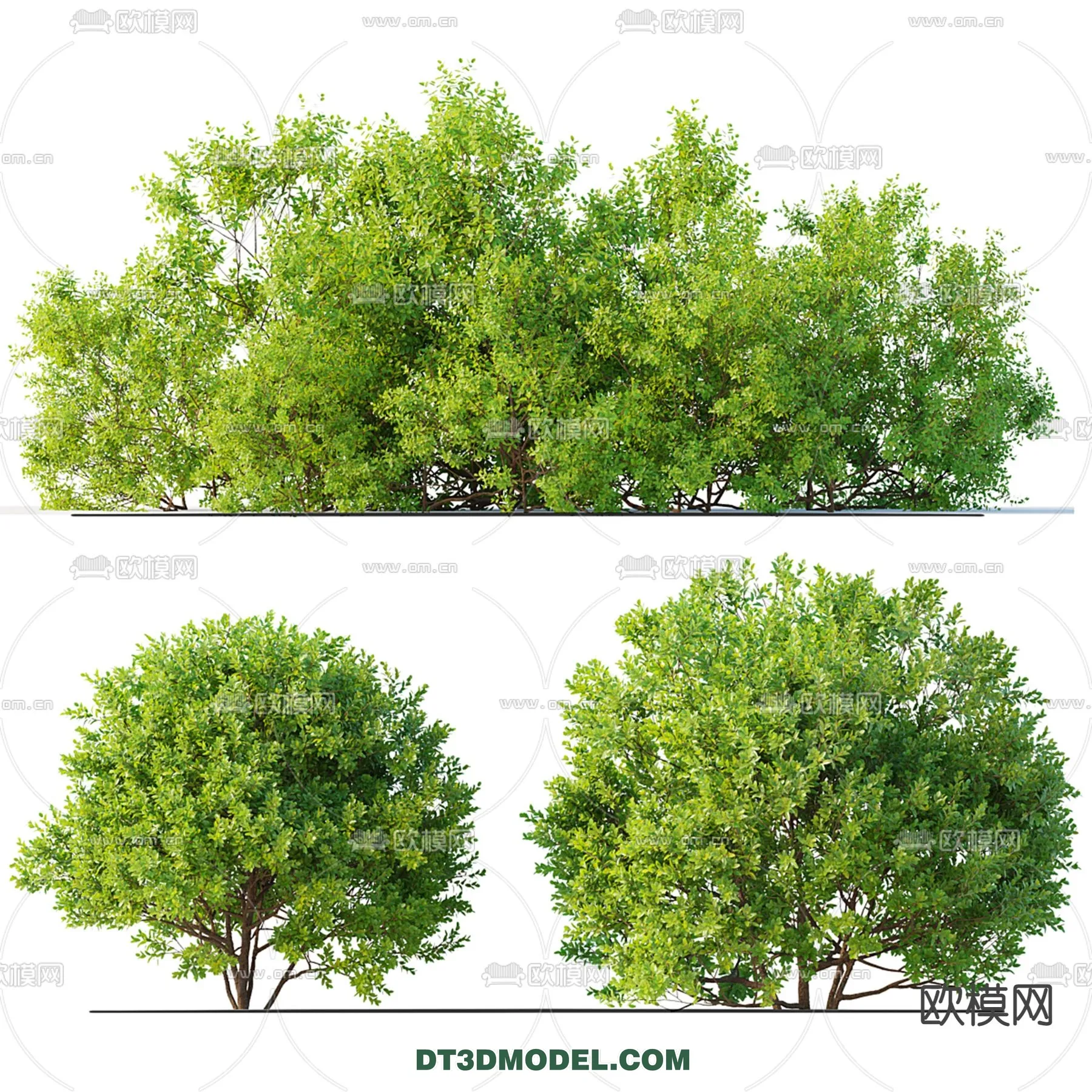 PLANTS – BUSH – CORONA – 3D MODEL – 363