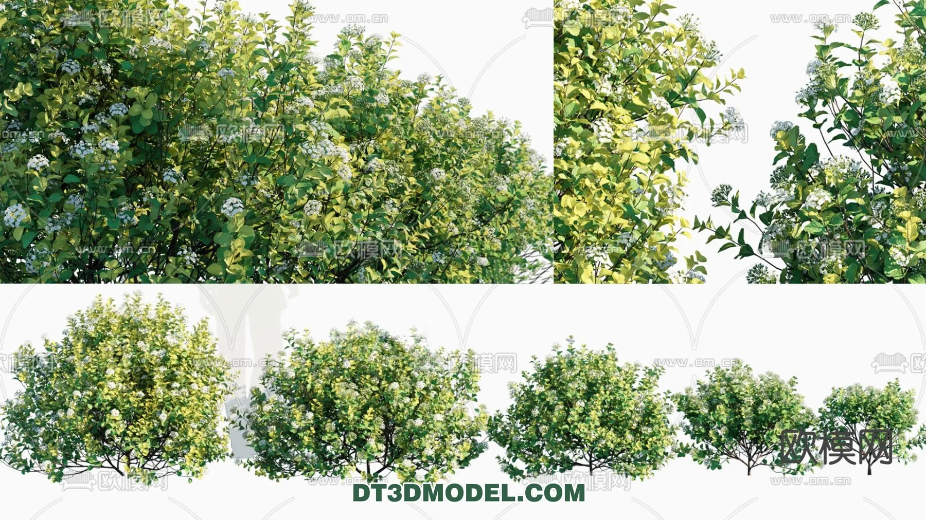 PLANTS – BUSH – CORONA – 3D MODEL – 366