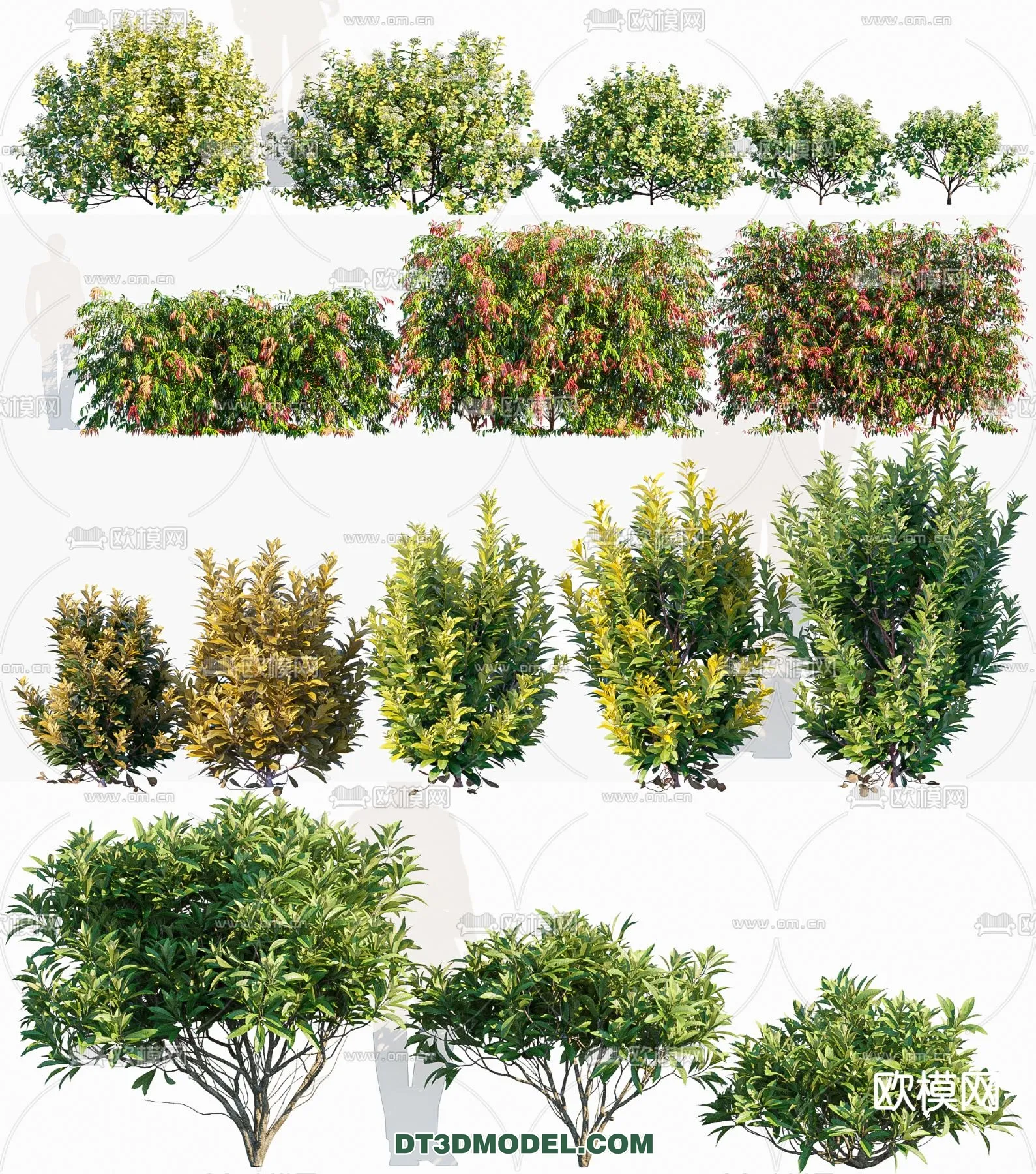 PLANTS – BUSH – CORONA – 3D MODEL – 371