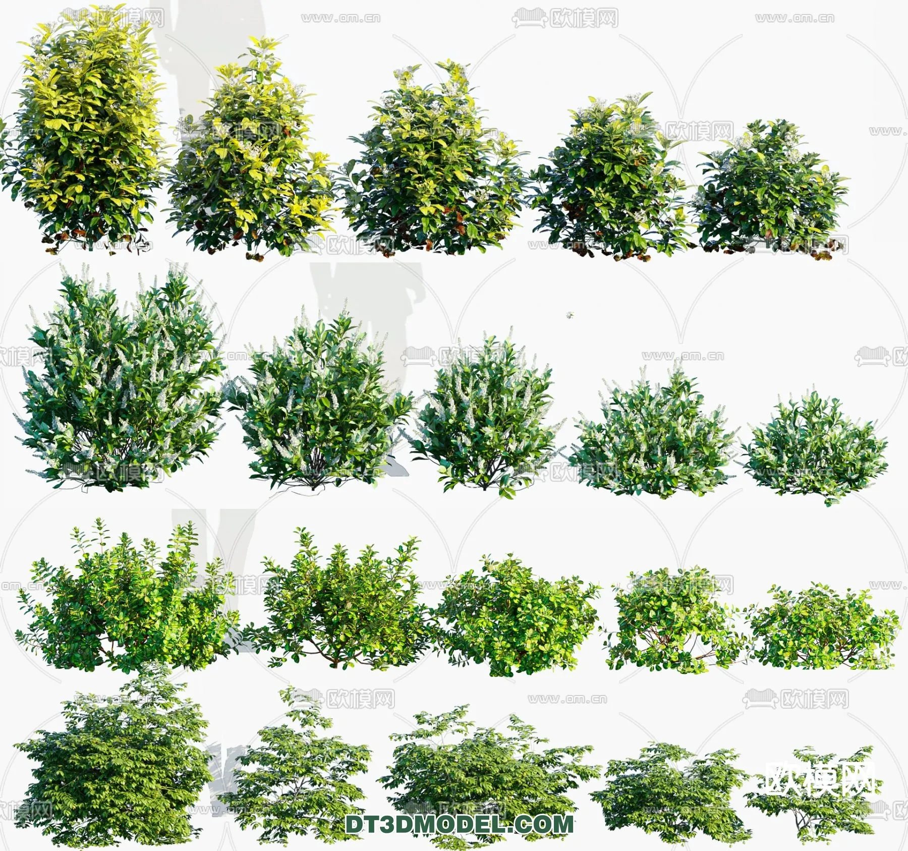 PLANTS – BUSH – CORONA – 3D MODEL – 373