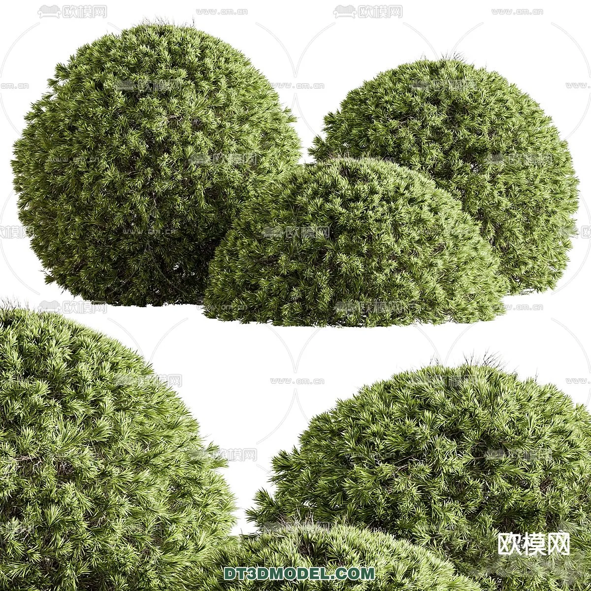 PLANTS – BUSH – CORONA – 3D MODEL – 377