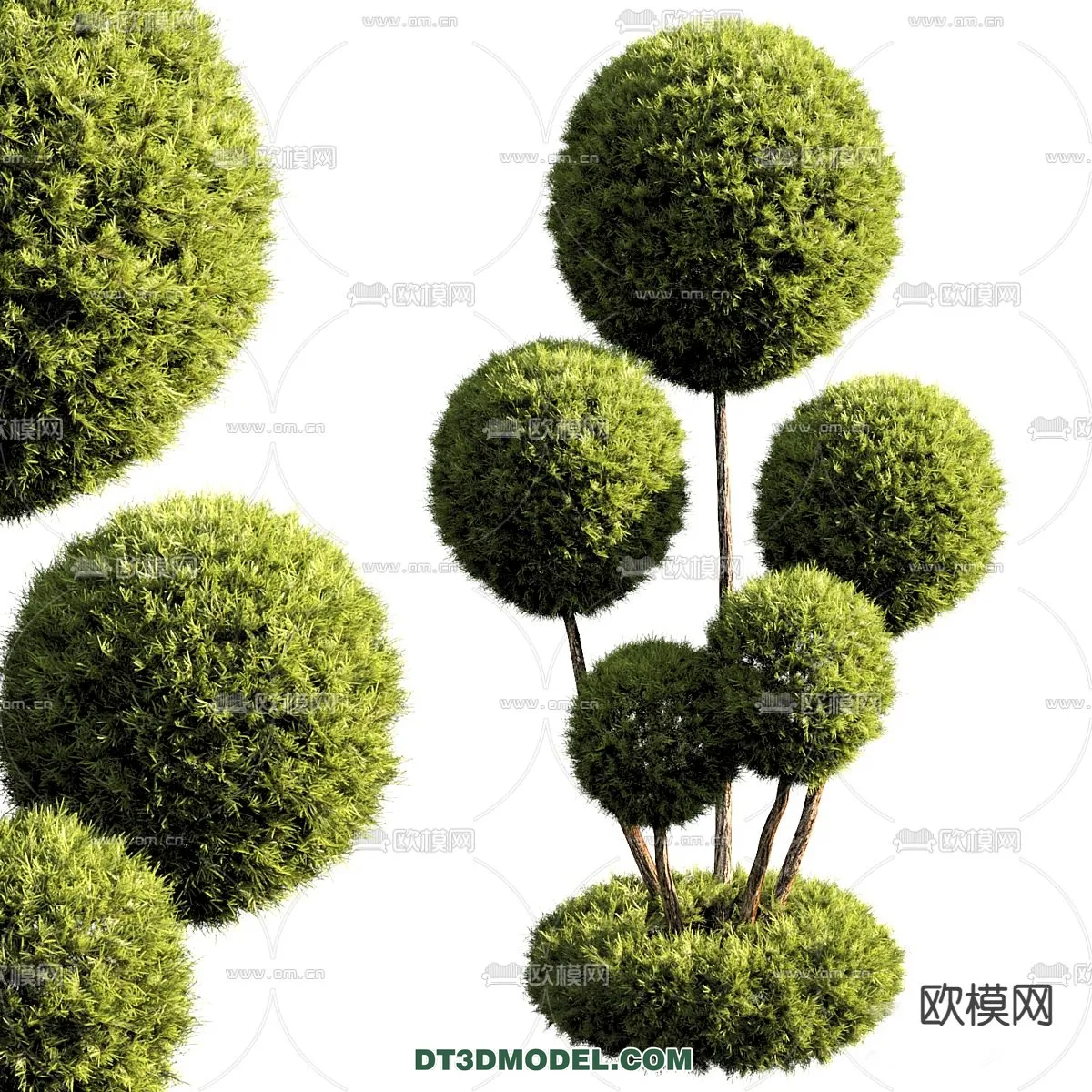 PLANTS – BUSH – CORONA – 3D MODEL – 395