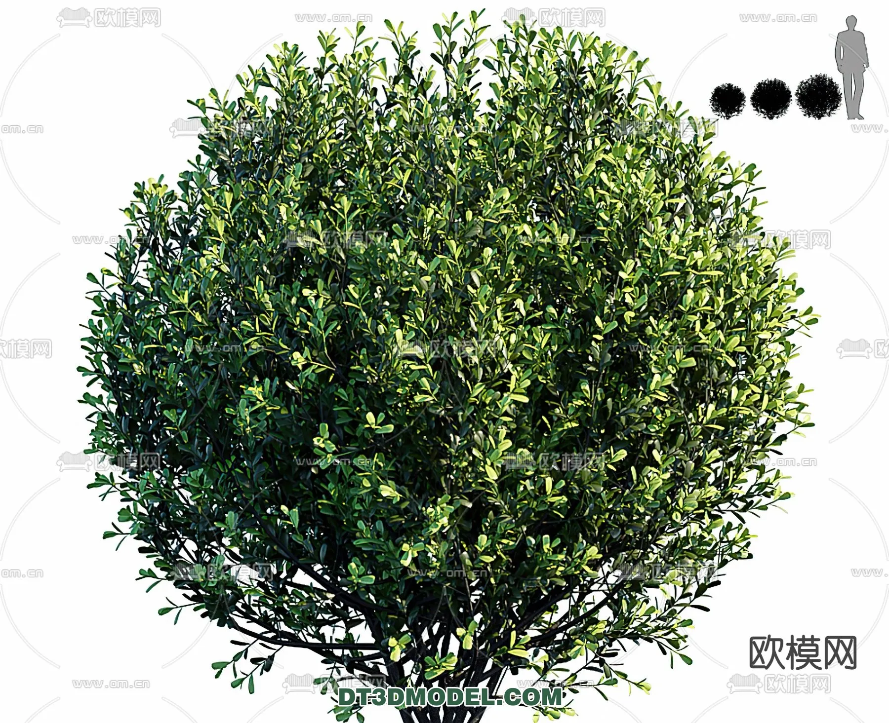 PLANTS – BUSH – VRAY / CORONA – 3D MODEL – 264