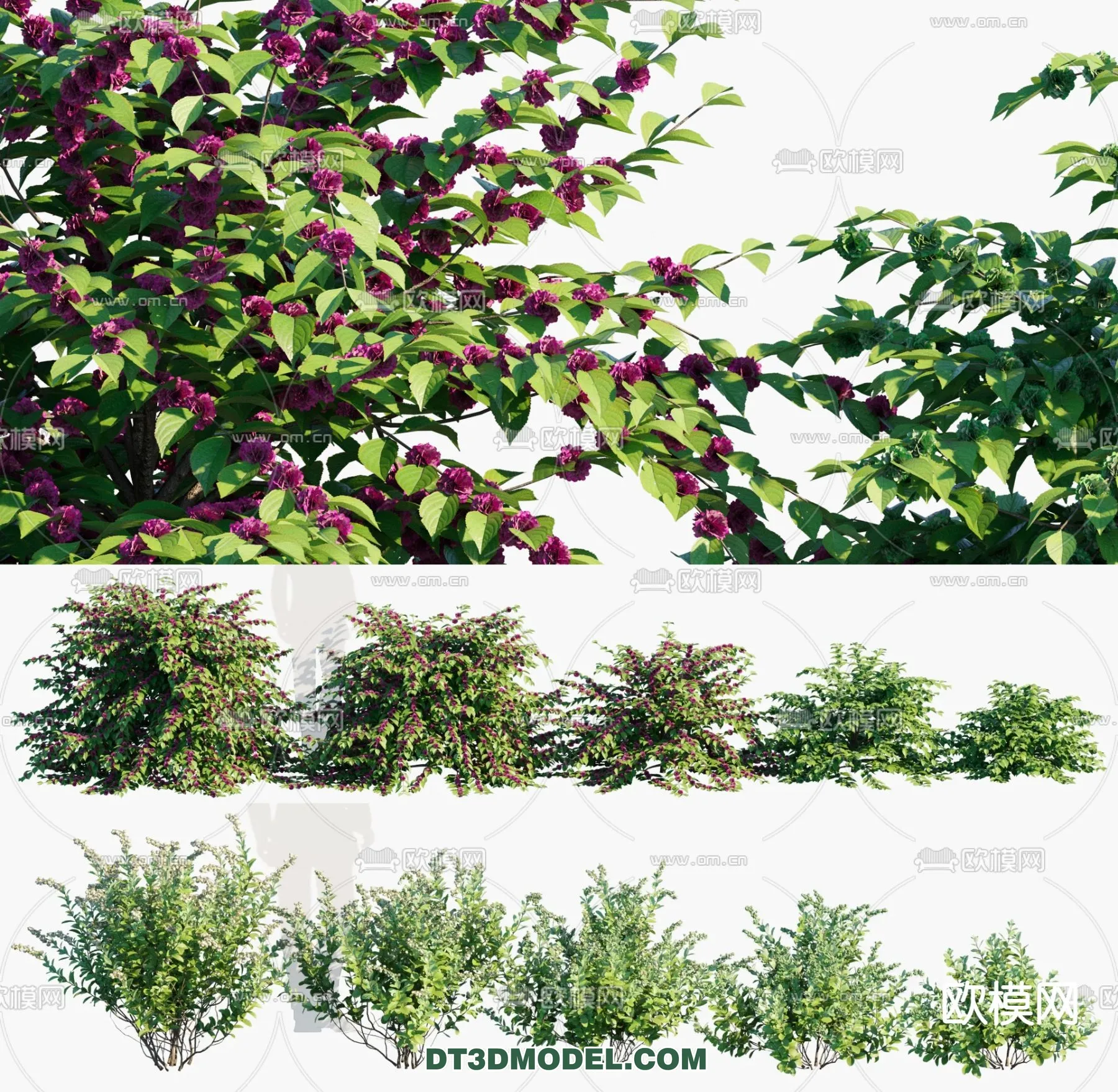 PLANTS – BUSH – VRAY / CORONA – 3D MODEL – 329
