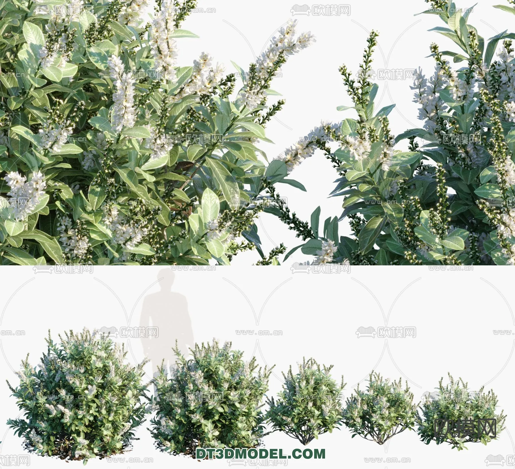 PLANTS – BUSH – VRAY / CORONA – 3D MODEL – 332