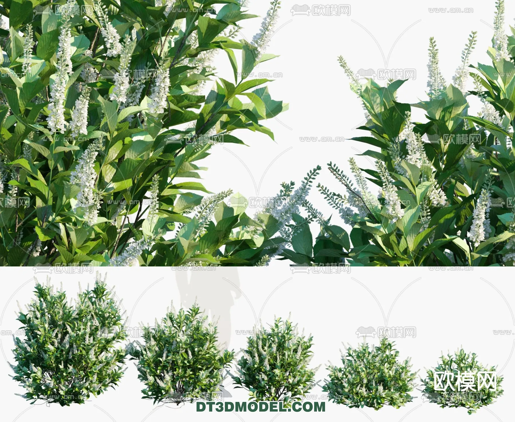 PLANTS – BUSH – VRAY / CORONA – 3D MODEL – 333