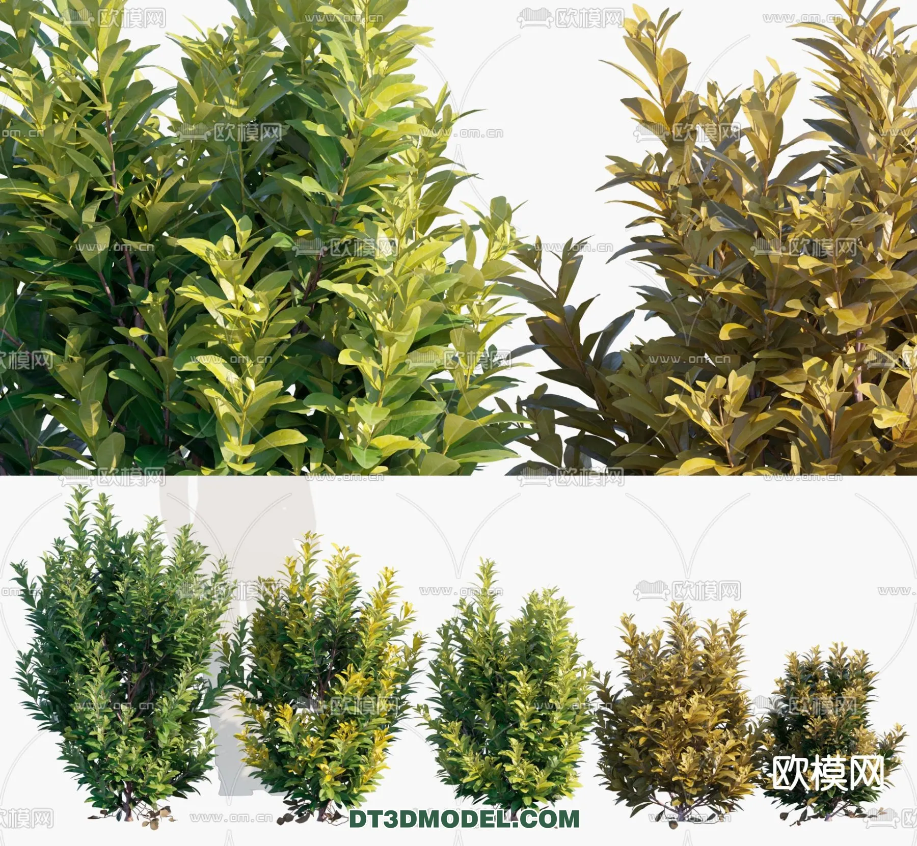 PLANTS – BUSH – VRAY / CORONA – 3D MODEL – 334