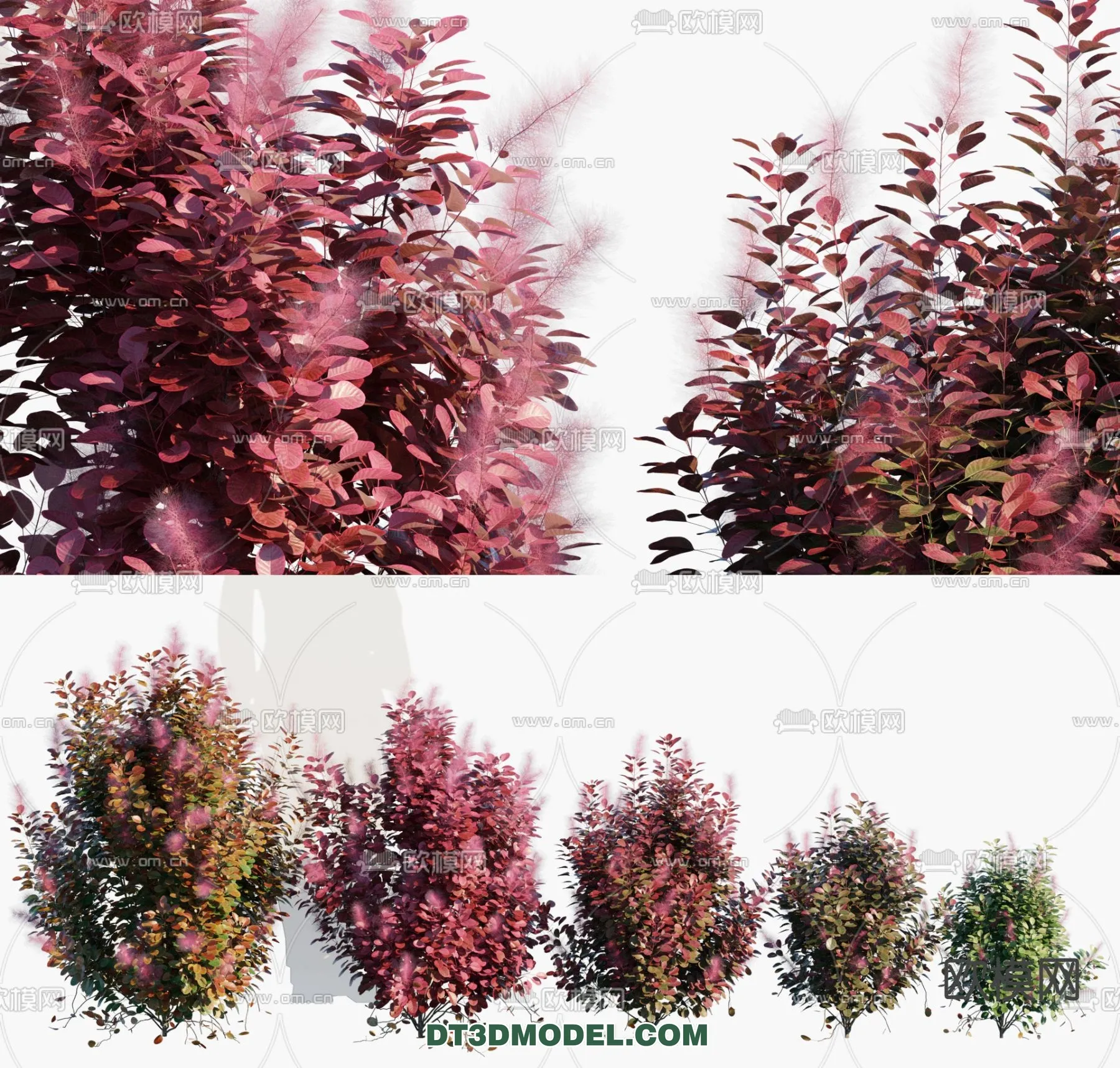 PLANTS – BUSH – VRAY / CORONA – 3D MODEL – 335