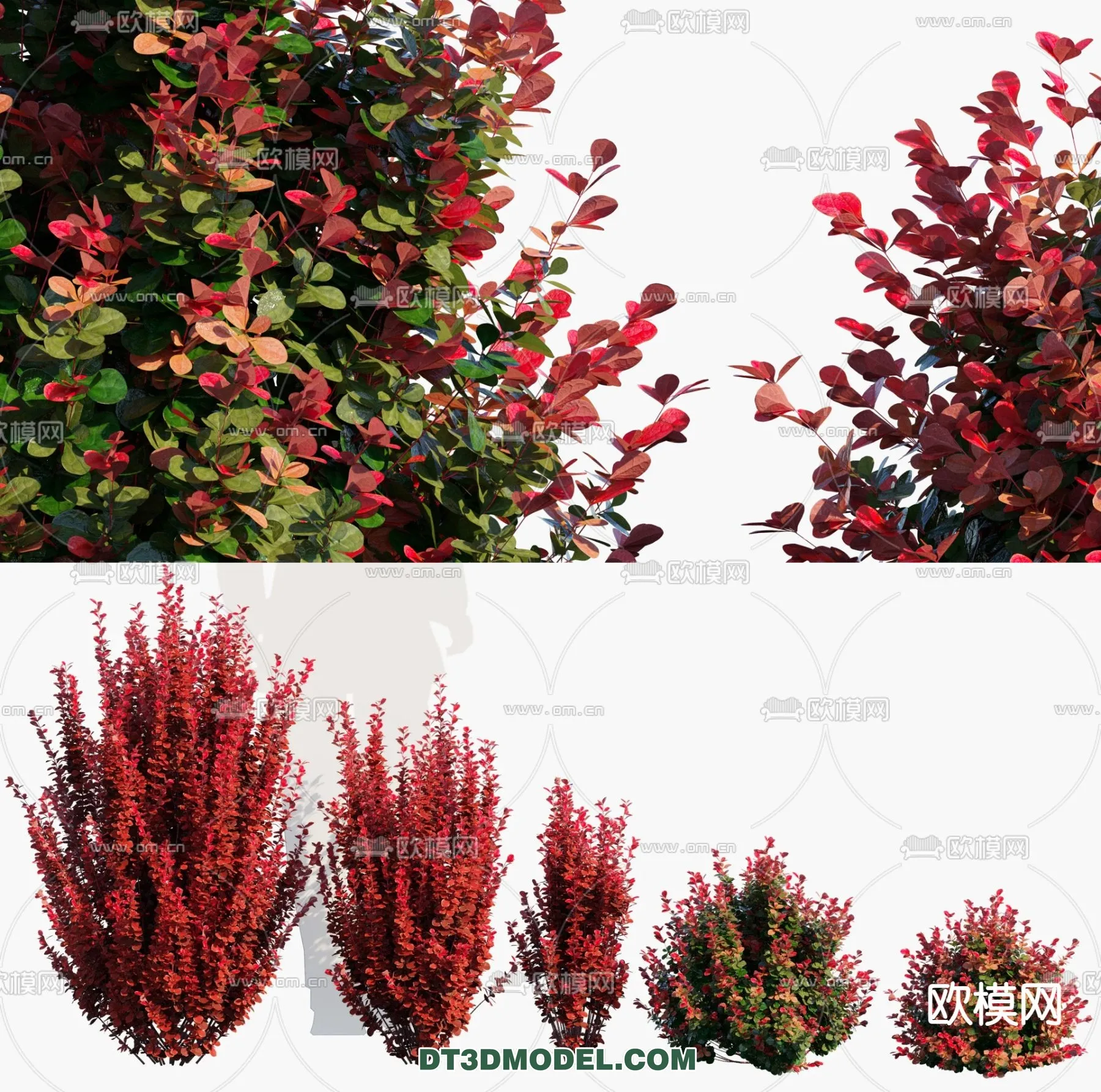PLANTS – BUSH – VRAY / CORONA – 3D MODEL – 340